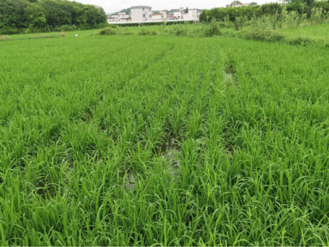 桂林市兴安县召开2025年水稻机械化有序抛秧及智能农机水稻直播技术培训会(图2)